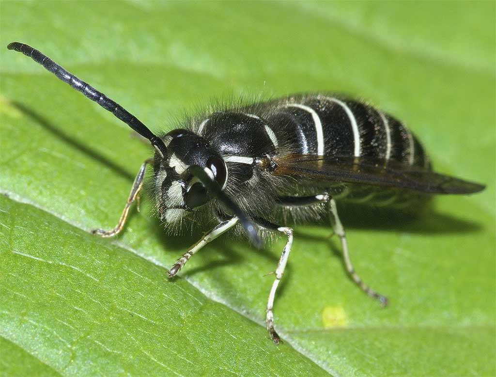 vespula flaviceps